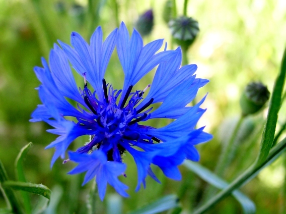 Les plantes messicoles sont