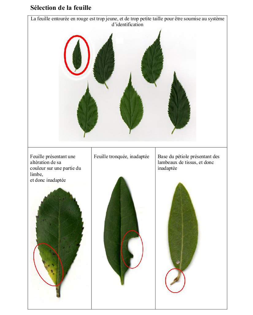 Sélection des feuilles