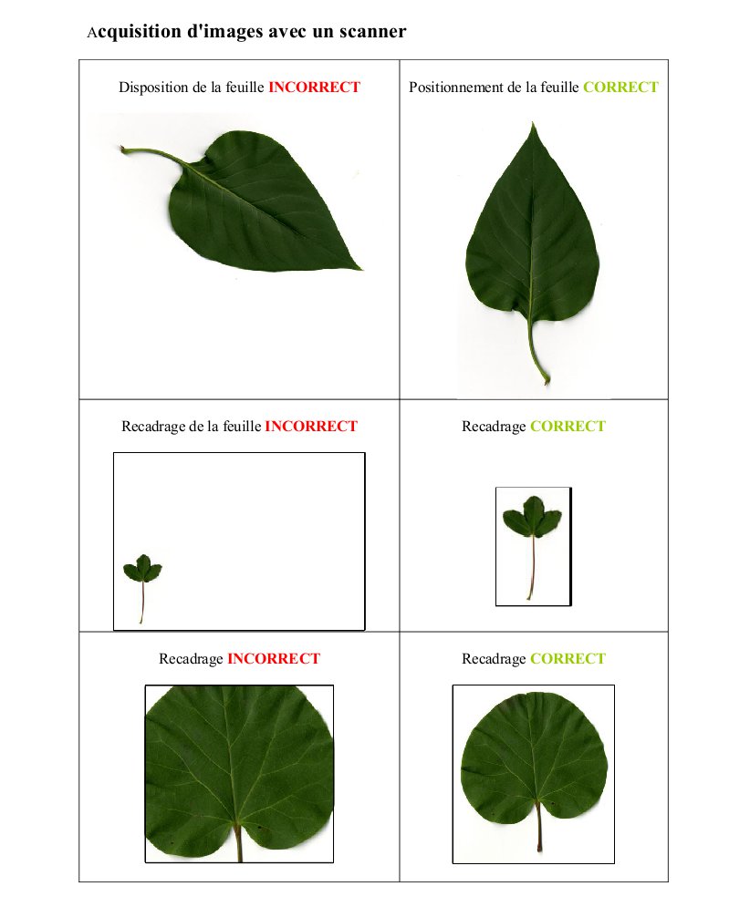 Sélection des feuilles