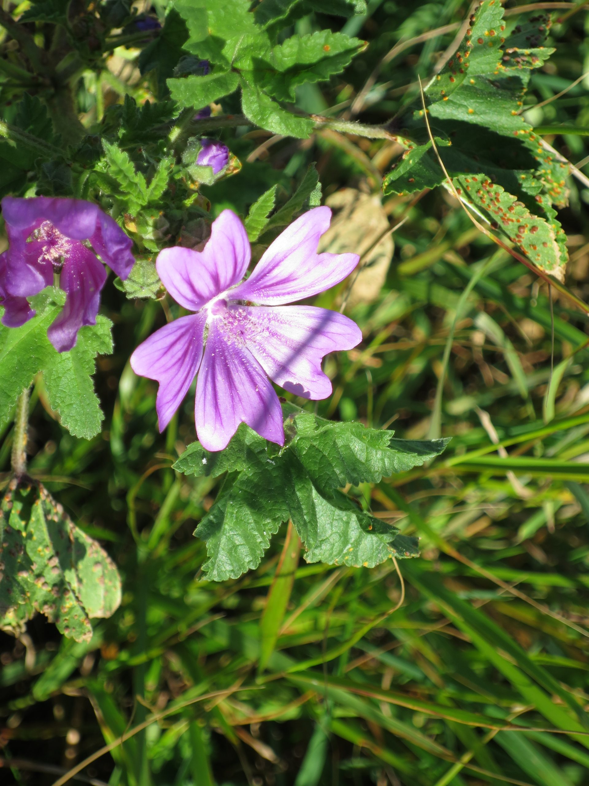 Sortie Plantes Sauvages Au Lac Du Salagou Tela Botanica