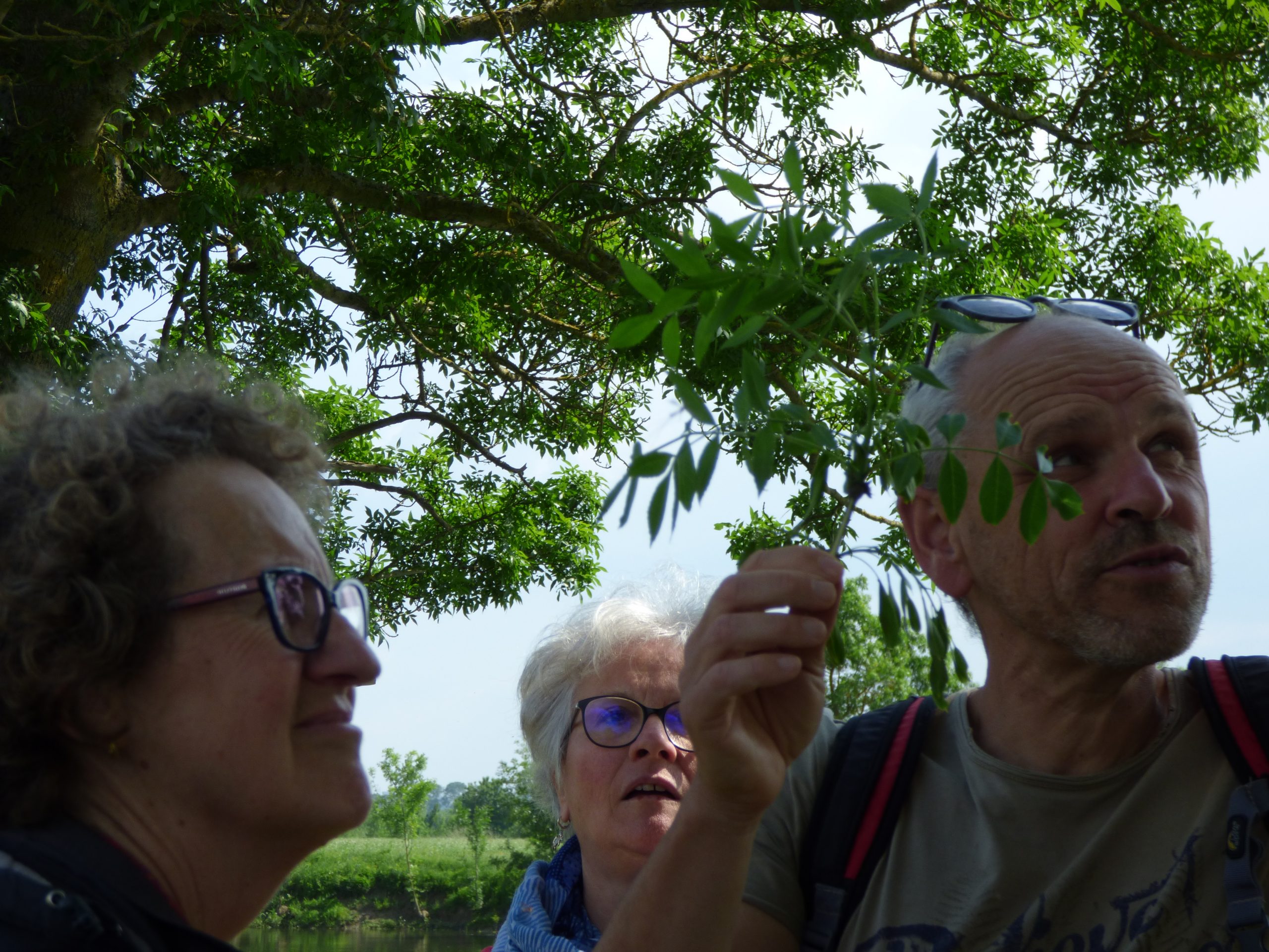 Atelier Cueillette Plantes Comestibles Et M Dicinales Tela Botanica