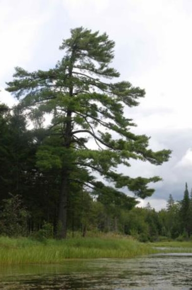 Un majestueux pin blanc, <em>Pinus strobus</em> L., dominant une berge du lac Mégantic au Québec. »/><figcaption>Un majestueux pin blanc, <em>Pinus strobus</em> L., dominant une berge du lac Mégantic au Québec.</figcaption></figure>
<h2>
				La mission</h2>
<p style=