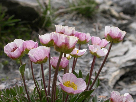  <em>Ranunculus glacialis</em> © Serge Aubert/SAJF »/><figcaption> <em>Ranunculus glacialis</em> © Serge Aubert/SAJF</figcaption></figure>
<p></a></p>
<p>> Voir le document « Eléments de botanique et d’écologie alpine de la région du Lautaret/ Briançonnais » par <a href=