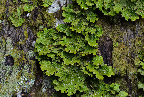 Lobaria pulmonaria - photo de Marc CHOUILLOU (1er prix du concours photos dédié à l'enquête lichens du Massif-Central)