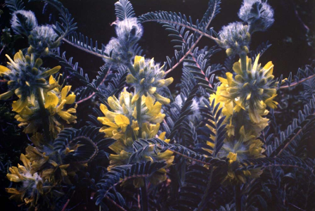 Astragalus alopecuroides par Liliane Roubaudi