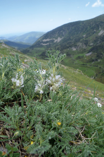 Astragalus sempervirens subsp. catalaunicus sur le Madres. © C. Plassart