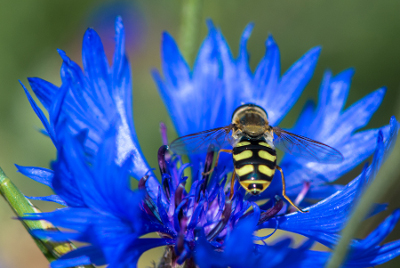 Bleuet par Laurent LEMETAIS- cc by sa Tela Botanica