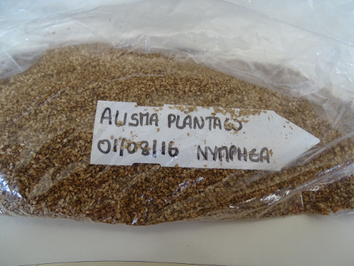 Conditionnement des semences dans un sachet plastique