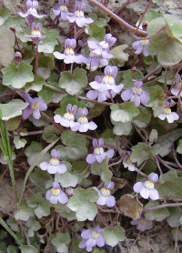 Cymbalaria muralis par Paul FABRE- Licence CC by SA (Tela Botanica)