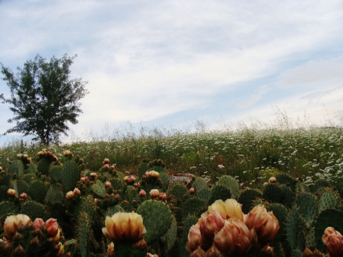 Les Opuntias en fleurs