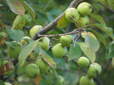 Pommes de pommier sauvage européen