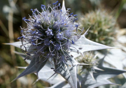 Eryngium maritimum L. par Liliane Roubaudi - cc by sa Tela Botanica