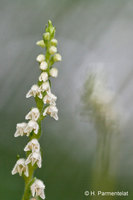 <i>Goodyera repens</i>« /><figcaption><i>Goodyera repens</i></figcaption></figure>
<p><em>Les auteurs</em></p>
<p><strong>Christian DIRWIMMER</strong></p>
<p>Directeur de la SAFER pour le Bas-Rhin et géographe de formation, Christian Dirwimmer est membre de l’Association Régionale des Orchidophiles de Strasbourg, il a publié plusieurs articles sur les orchidées d’Alsace.</p>
<p><strong>Damien MARTINAK</strong></p>
<p>Technicien conseil en espaces verts et passionné de botanique et de photographie depuis son enfance, Damien Martinak tient un blog de référence sur les orchidées d’Alsace (orchidees-alsace.hautetfort.com).</p>
<p><strong>Hervé PARMENTELAT</strong></p>
<p>Géographe de formation, Hervé Parmentelat est enseignant à Gérardmer d’où il est originaire. Hervé s’intéresse aux orchidées depuis plus de vingt ans. Cartographe de la Société française d’Orchidophilie pour le département des Vosges, il est également l’auteur du site internet vosges-nature.net.</p>
<p><strong>Alain PIERNÉ</strong></p>
<p>Enseignant en lettres à la retraite, Alain Pierné œuvre  auprès de la Société botanique d’Alsace, du Conservatoire des sites alsaciens et de la Société française d’Orchidophilie Lorraine-Alsace. Devenu cartographe de la région Alsace dans les années 2000, il a publié depuis de nombreux articles sur les orchidées dans des revues régionales et nationales.</p>
<p>Plus d’informations et des extraits sur la boutique en ligne des éditions Biotope : <a href=