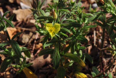 H.ledifolium J.C.Maure