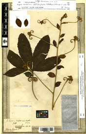 Hugonia serrata