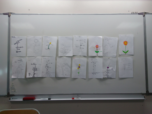 Dessins de plantes réalisés par des élèves du collège des Garrigues dans le cadre d'une intervention des Ecologistes de l'Euzière et de Tela Botanica