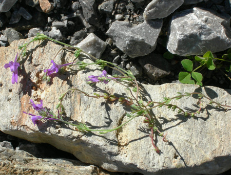 Linaria benearnensis