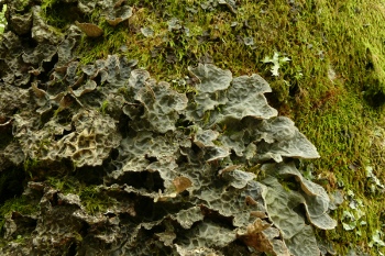 Lobarina scrobiculata : une espèce cible de l'enquête (photo : Christian HURTADO)