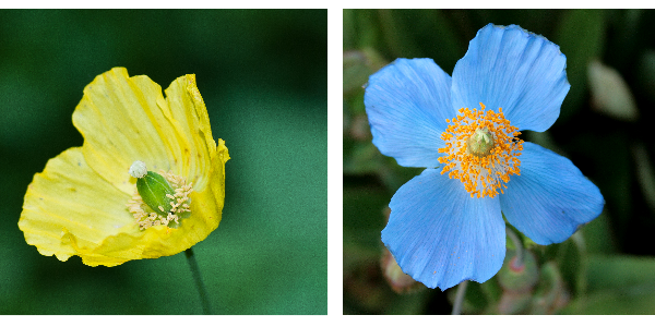 2 espèces de Meconopsis