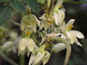 Fleur de Moringa