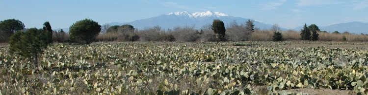 Population naturalisée d'Opuntia stricta sur le site naturel du Bourdigou (66-Torreilles)