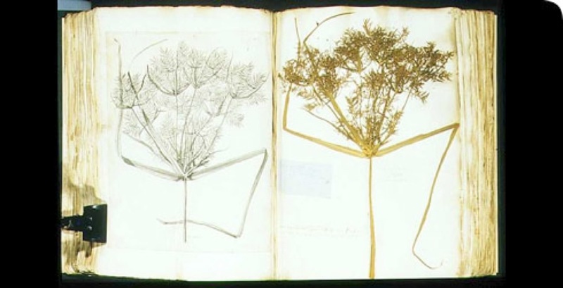 Spécimen de Cyperus de l'herbier de Hans SLOANE