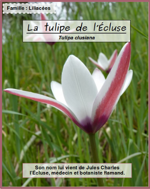 Tulipa clusiana par Mathieu MENAND - cc by sa Tela Botanica