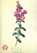 Lagerstroemia indica. L. Node-Véran, aquarelle sur parchemin, première moitié du XIX e siècle. Université Montpellier 2