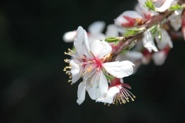 Prunus dulcis par le collectif des chercheurs de l'ODS