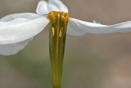 Narcisse d'automne - Narcissus serotinus L., par Pierre SEBA