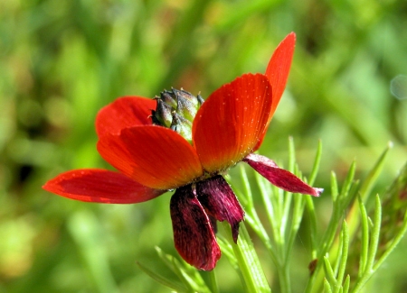 Adonis annuelle - Adonis annua L., par Liliane PESSOTTO