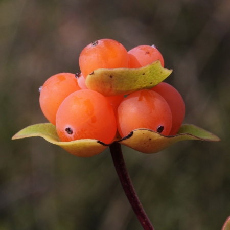 Chèvrefeuille entrelacé - Lonicera implexa Aiton, par John DE VOS