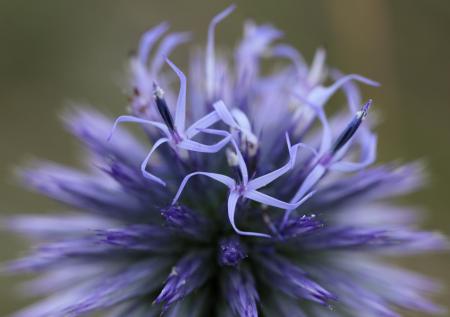 Azurite - Echinops ritro L., par Isabelle DE BATTISTI