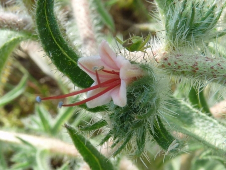 Vipérine des Pyrénées - Echium asperrimum Lam., par Jean-Louis DAVIAUD