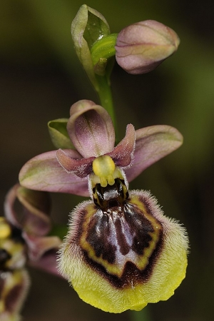 hybride Ophrys neglecta X O. speculum, par Laurent BERGER