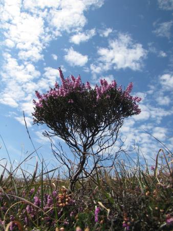 Callune - Calluna vulgaris (L.) Hull, par Arnaud MASSET 