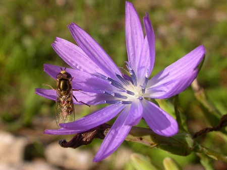 Laitue vivace - Lactuca perennis, par Michel DÉMARES