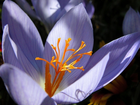 Crocus à fleurs nues - Crocus nudiflorus Sm., par Liliane PESSOTTO 