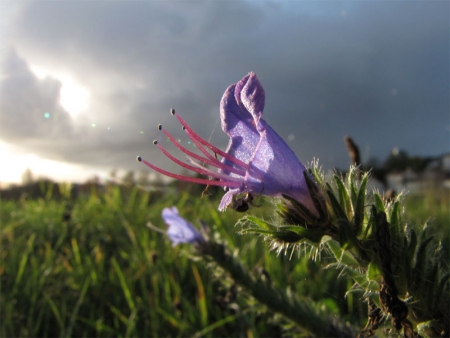 Vipérine commune - Echium vulgare L., par François BAHUAUD 