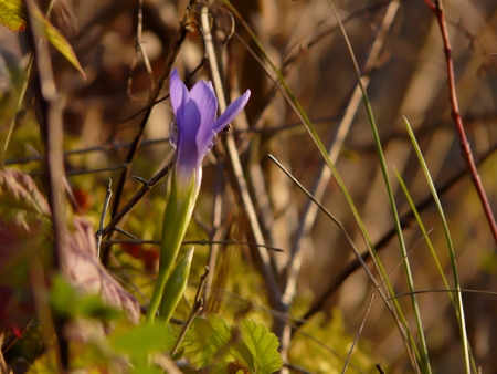 Gentiane ciliée - Gentianella ciliata (L.) Borkh., par Éric LEGUAY