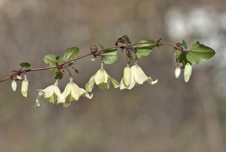 Clématite à vrilles - Clematis cirrhosa L., par Pierre SEBA 