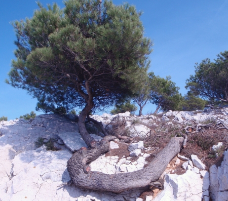 Pin d'Alep - Pinus halepensis Mill. par Genevieve BOTTI