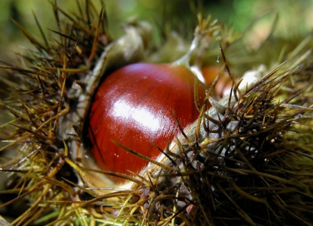 Châtaignier - Castanea sativa Mill., par Liliane PESSOTTO