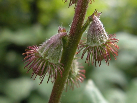 Aigremoine eupatoire - Agrimonia eupatoria L., par François BAHUAUD