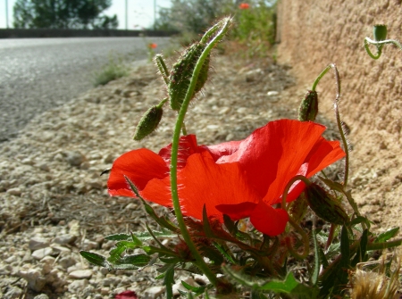 Coquelicot - Papaver rhoeas L., par Michel DÉMARES