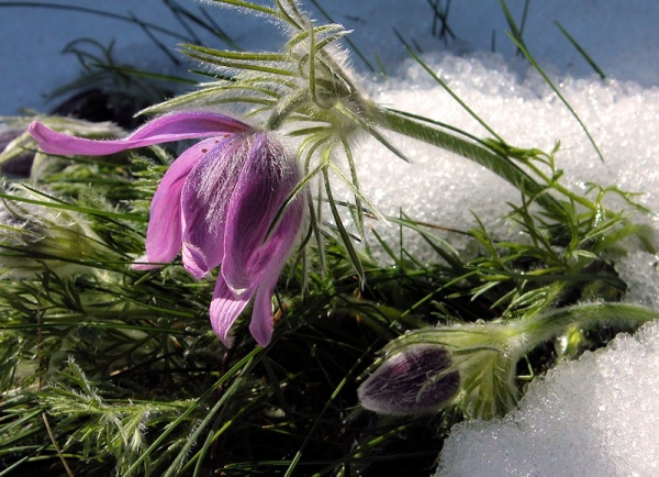  Pulsatilla vulgaris Mill. par Liliane PESSOTTO