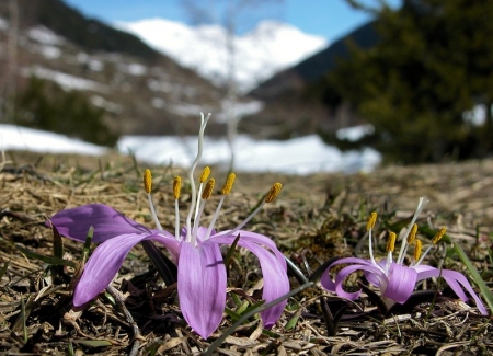 Bulbocode de printemps - Bulbocodium vernum L., par Liliane PESSOTTO