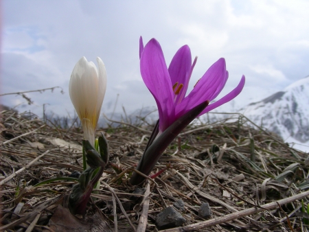 Bulbocode de printemps - Bulbocodium vernum L., par Michel DÉMARES