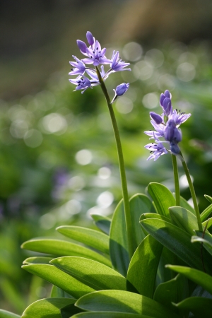 Scille lis-jacinthe - Scilla lilio-hyacinthus L., par Jean-Claude ABADIE