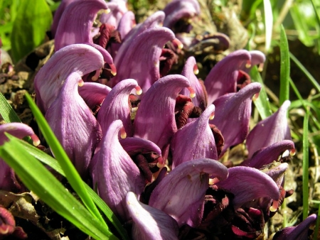 Lathrée clandestine - Lathraea clandestina L. Par Liliane PESSOTTO